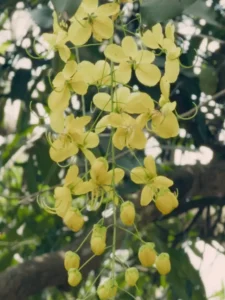 Golden Kerala – Showers of Vishu 🌼✨